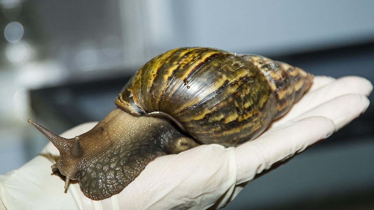 Snails