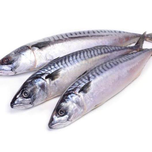 Mackerel