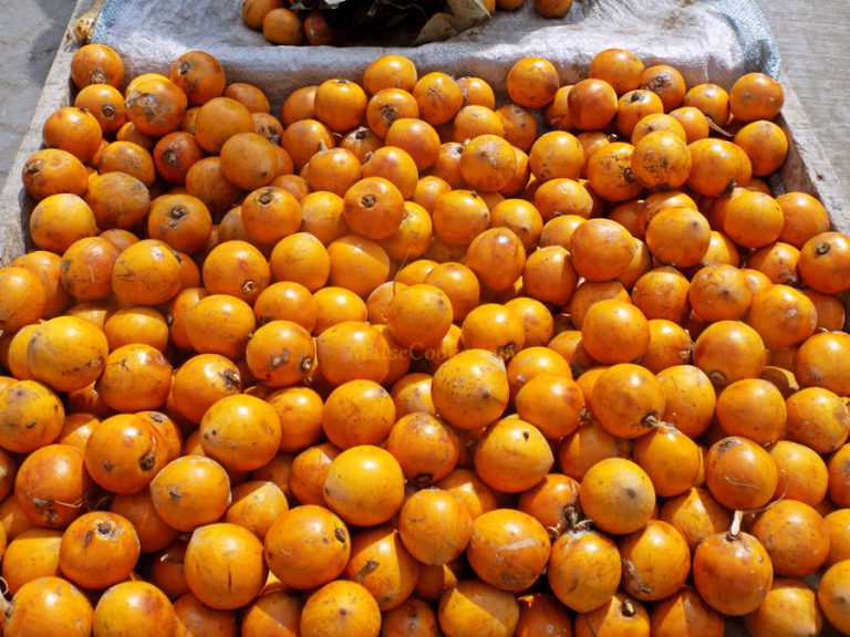 Five Interesting benefit of Agbalumo(African star apple)