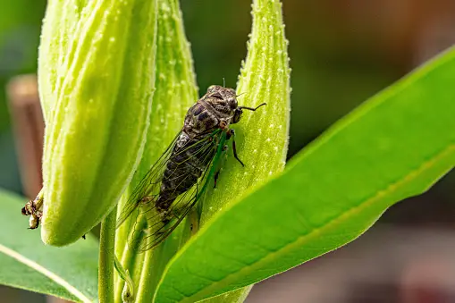 The Return of the Cicadas: A Natural Phenomenon