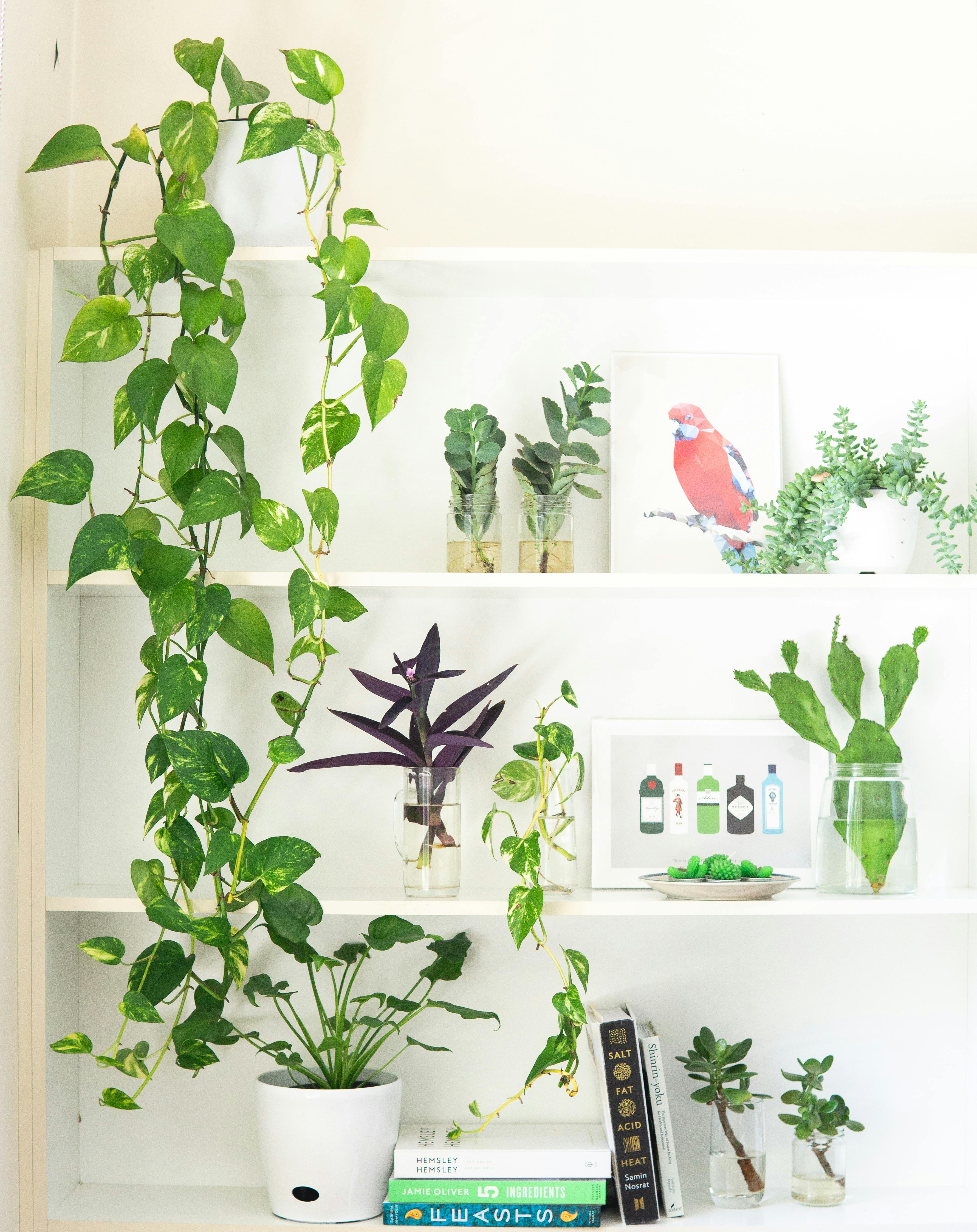 10 Fragrant Indoor Plants to Enliven Your Home